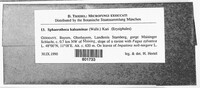 Podosphaera balsaminae image